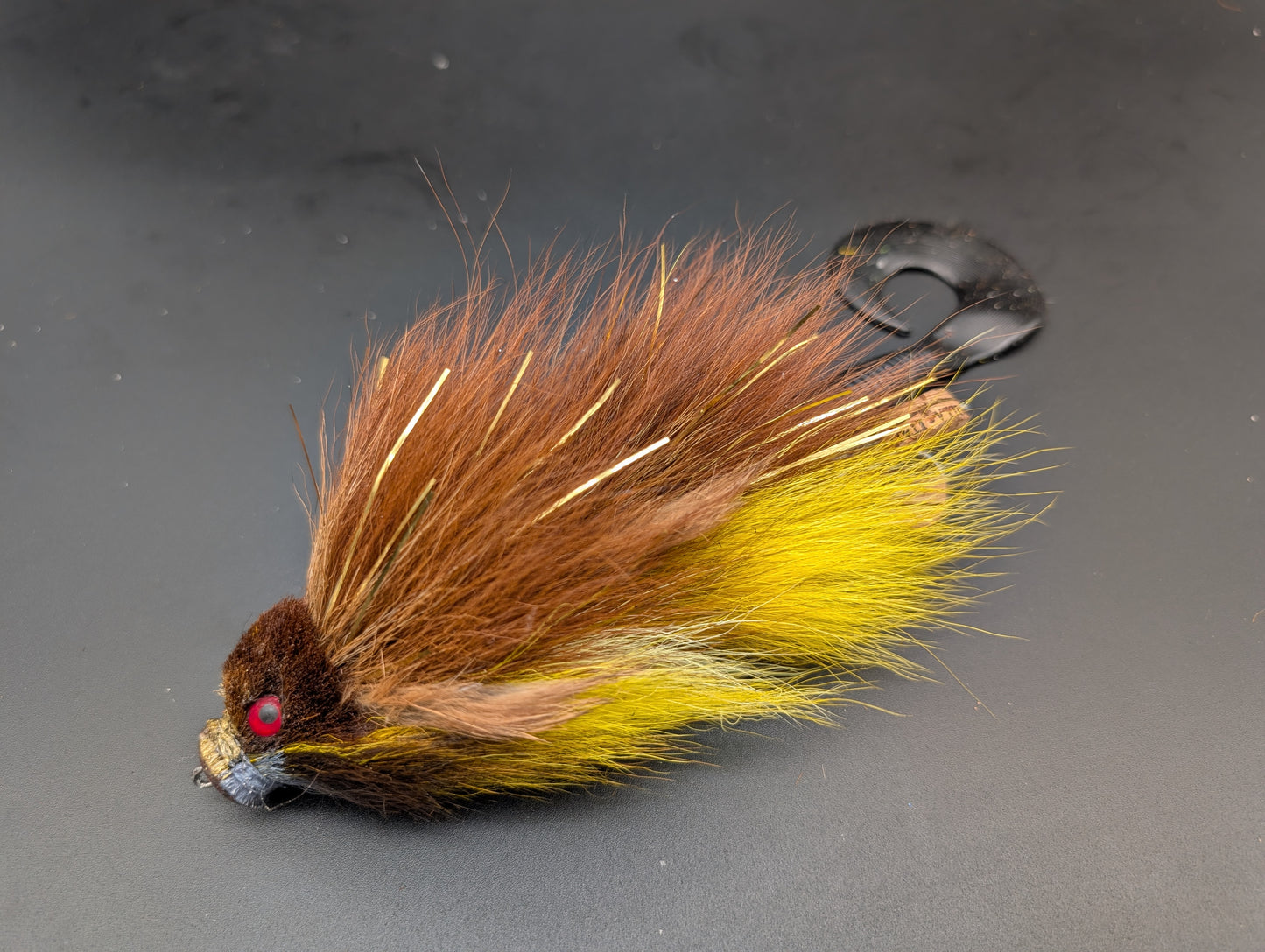 DARK CYPRINID