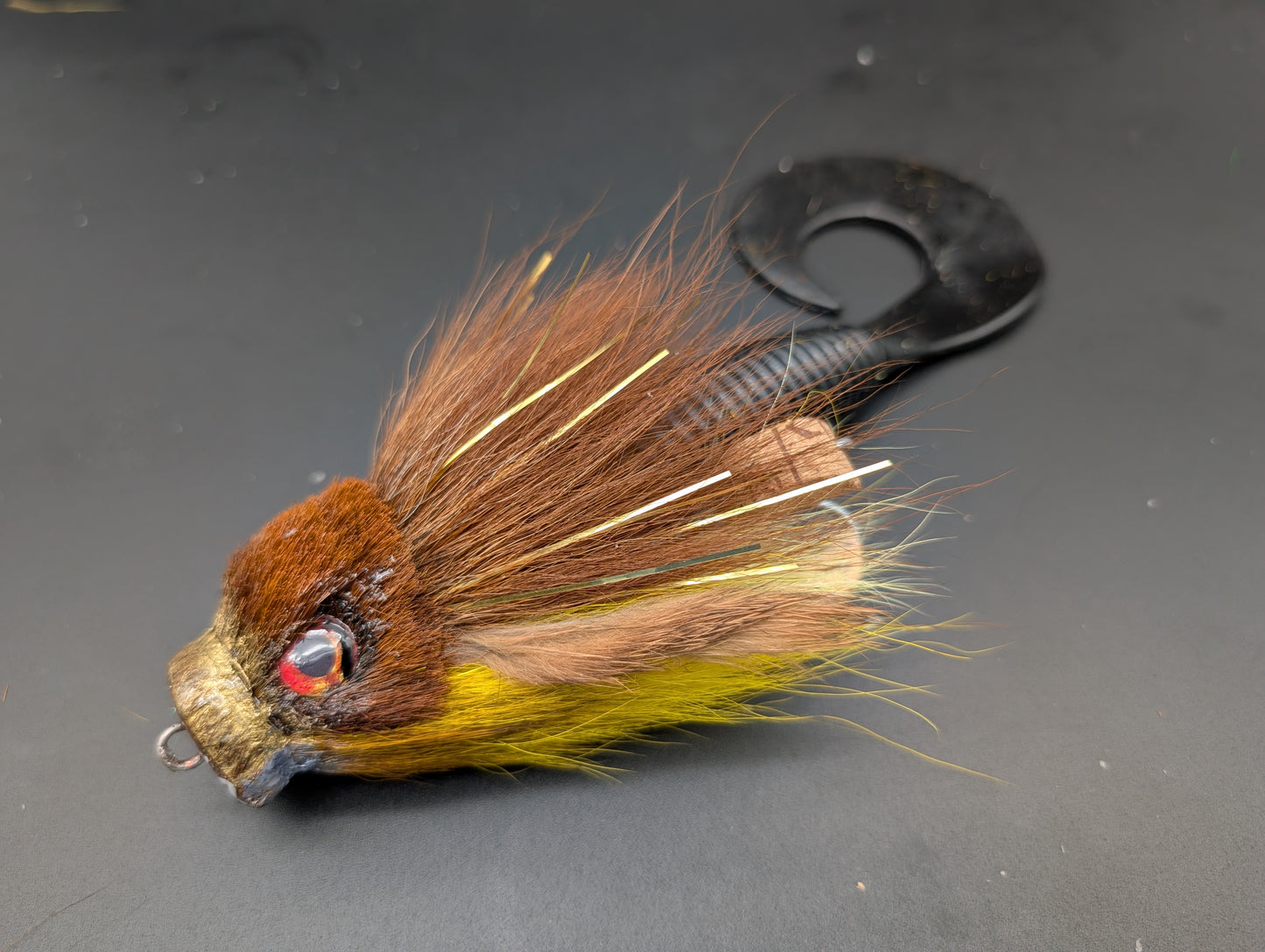 DARK CYPRINID
