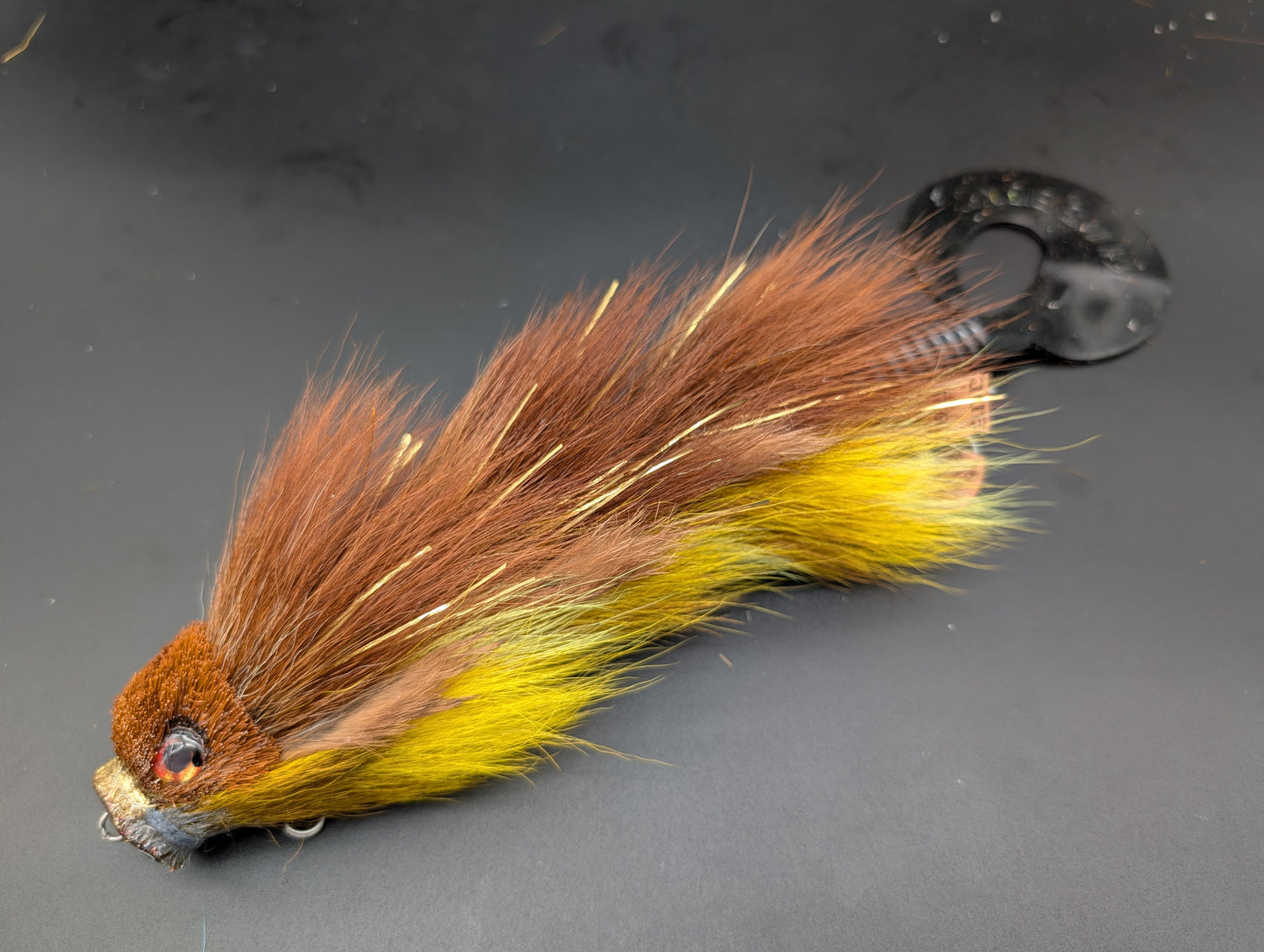DARK CYPRINID